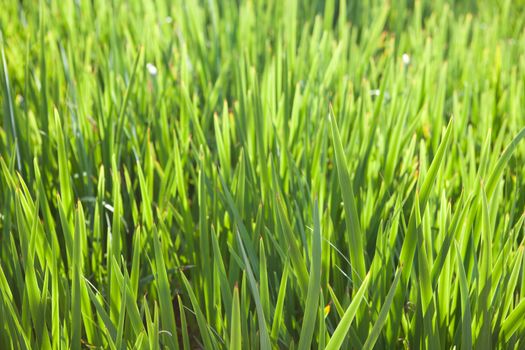 background of green long grass