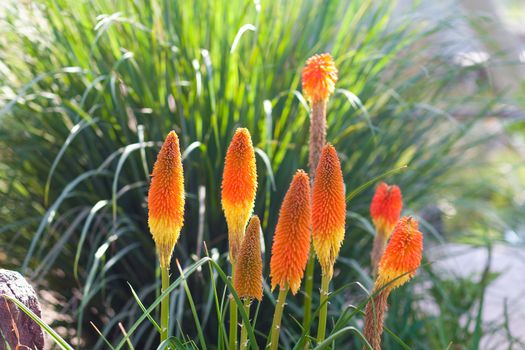 beautiful flowers growing