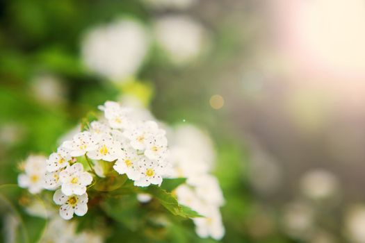 background of leaves with white flowers and sunlight 