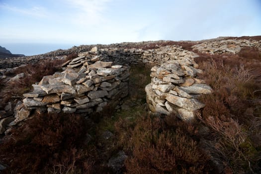 The remains of an iron age building at Tre'r Ceiri hill fort, Yr Eifl, Gwynedd Wales Uk, amongst heather on a hill with the fort wall in the background