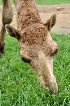 The dromedary or Arabian camel has a single hump. Dromedaries are native to the dry desert areas of West Asia.