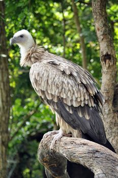 The Himalayan Griffon Vulture is even larger than the European Griffon Vulture. It has a white neck ruff and yellow bill. The whitish body and wing coverts contrast with the dark flight feathers.