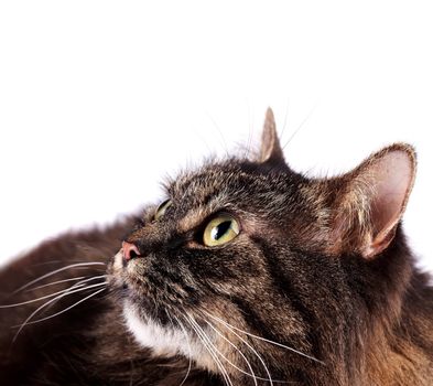 Portrait of a lying fluffy cat on a white background. Beautiful eyes of a cat.