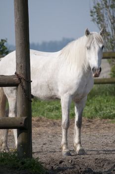 a white horse in horse riding