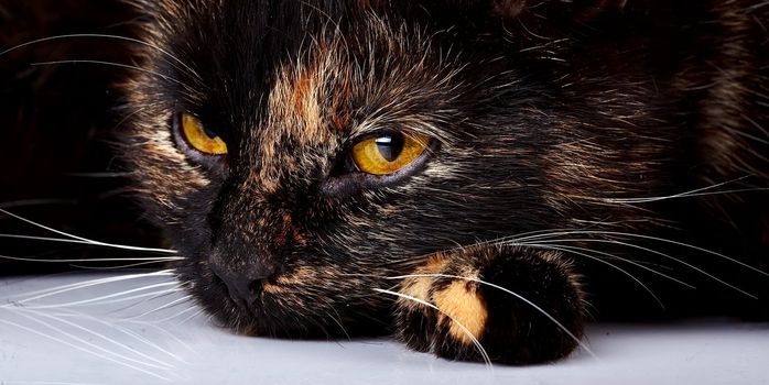 Beautiful yellow eyes of a lying cat. Sad cat.