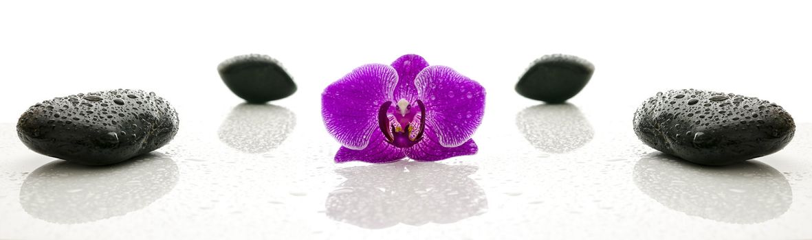 Spa stones and violet orchid flower with water drops representing a wellness concept.