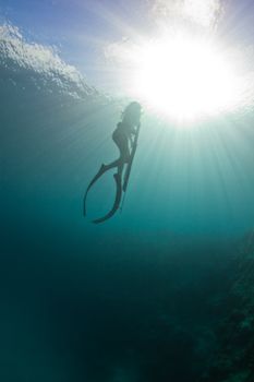 Returning to the surface to breath while spearfishing on the Great barrier reef.