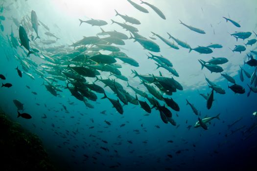 A large school of jacks circle overhead in Costa Rica.