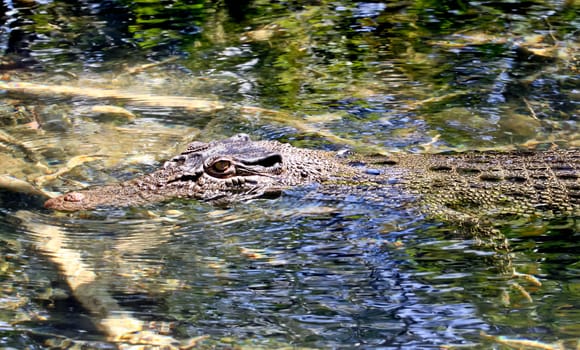 An Australian salt water crocodile lieing in wait up a small crystal clear river in far north Queensland.