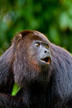 A large wild black howler monkey mid howl. Belize.