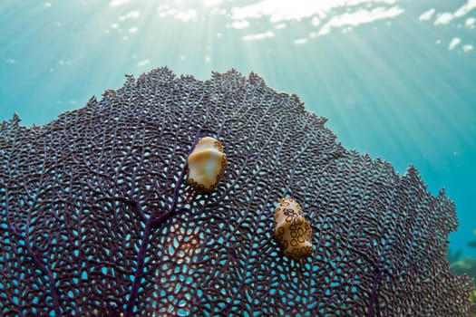 Two colorful little gastrops on a fan coral in the Carbbean.