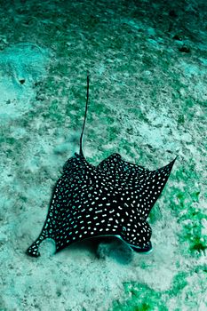 A large spotted eagle ray looks for food in the sand.