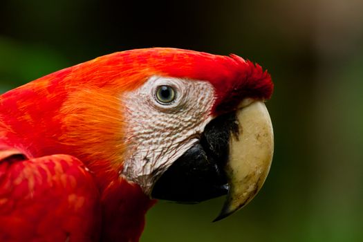 Close up of a Scarlet Macaw in Peru.