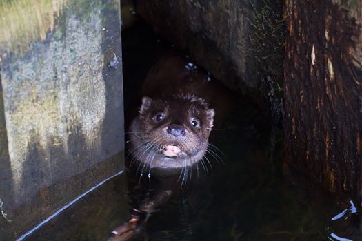 A wild otter peers out from under an abandoned boat wharf. UK.