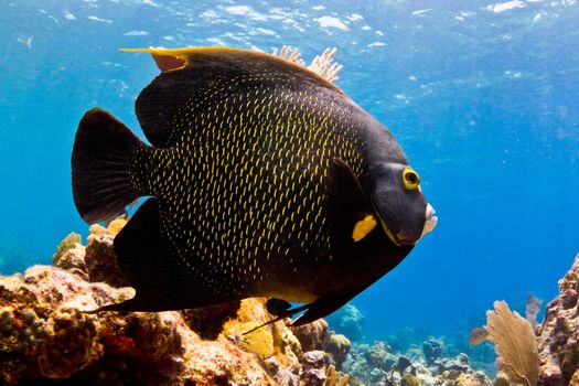 A huge Caribbean Angel fish cruises the shallows.