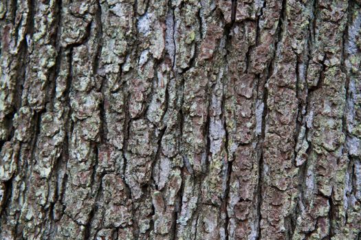 Close up of textured tree bark