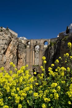 The flower below Ronda's new bridge in full bloom.