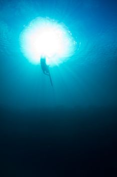 Descending to hunt on the reef.