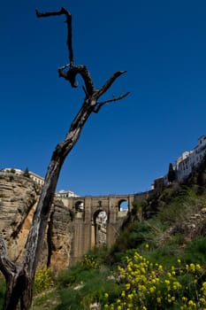 The new bridge in Ronda Spain from behind an old tree.