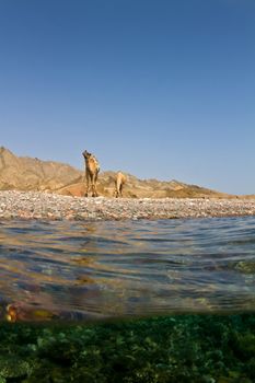 Surfacing from a dive near the famous blue hole in Dahab Egypt to find camels waiting near by! Surfacing from a dive near the famous blue hole in Dahab Egypt to find camels waiting near by!