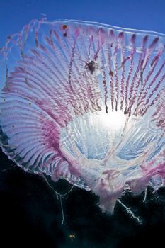 A large purple Jelly fish wobbles its way around the Red Sea.