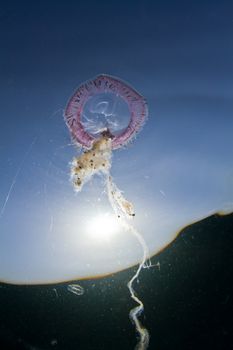 Long trailing tentacles of a purple jelly fish in the red sea.