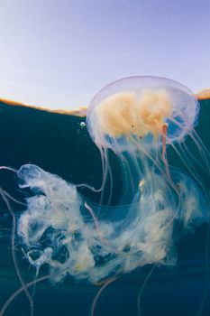 The long tentacals of a colorful jelly fish sway through the water in the Red Sea with the desert in the background. Dahab. Egypt.