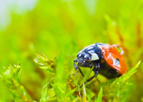 Close up of a spring Lady bird in wet moss.