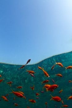 Bright orange reef fish with the reflection of the coral reef in Egypt. Red Sea with plenty of Copy space.