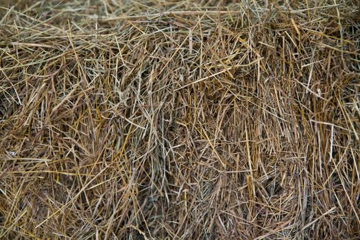 Close up of Hay straw Texture Background