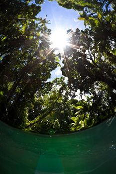 Looking up at the dense jungle canopy from inside the shallow cool stream.