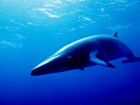 A huge Minke whale swims toward the Photographer. Australia. GBR.