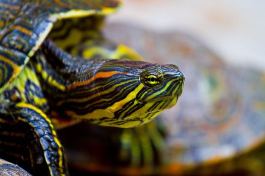 Close up of a red eared Mexican turtle as it clambers over another to reach its resting spot.