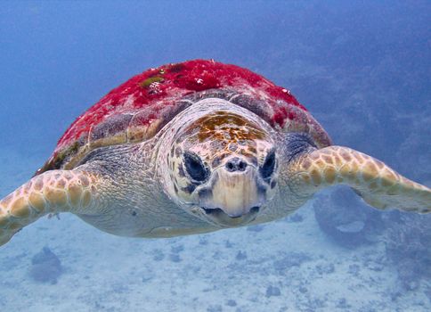 A Massive Logger head turtle easily hundreds of years old cruises past. GBR Australia.