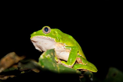 a huge green monkey tree fiogs hunts from the top of a tree in the dark. Amazon Peru.