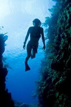 A lone female freedives through a coral crevis in Honduras.