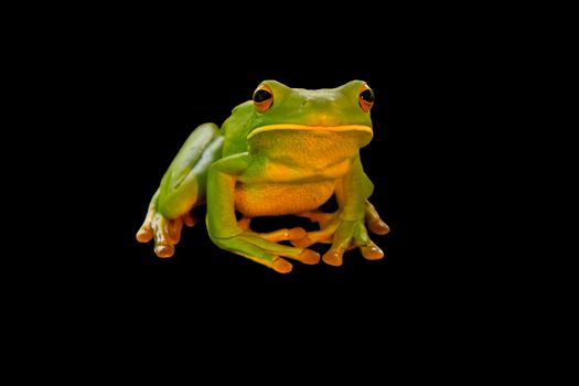 A white lipped green tree frog against a black background