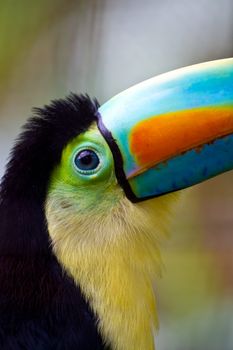 Close up of a beautiful keel bill toucans big blue eye