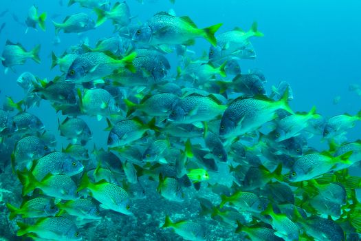 A school of snappers in Costa Rica.
