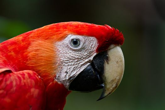 Close up of the largest parrot in the Amazon. The Scarlet Macaw.