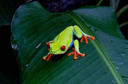 A colorful red eyed tree frog in Costa Rica.