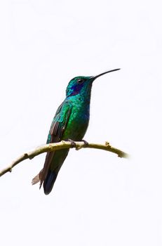 A blue and green hummingbird sits on a perch.