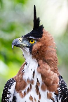 A close up of an Ornate Hawk Eagle  Displaying in the Amazon.