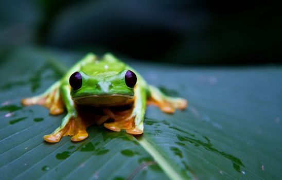 A huge flying tree frog stares deeply into the camera.