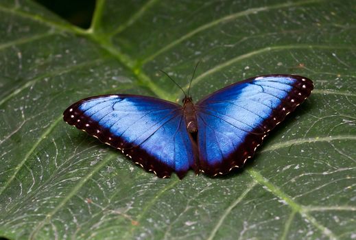 Resting blue morpho butterfly.