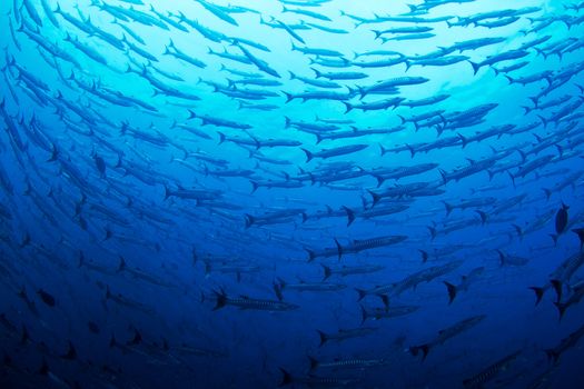 A huge mass of Barracuda circle the divers in Costa Rica