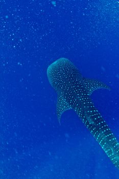 A whale shark descending from the surface in Honduras
