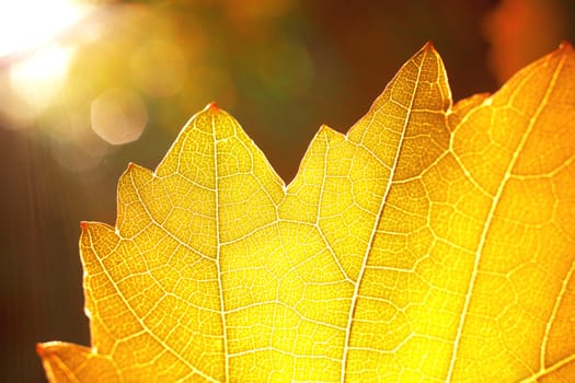 bright sumbeams and a yellow leaf