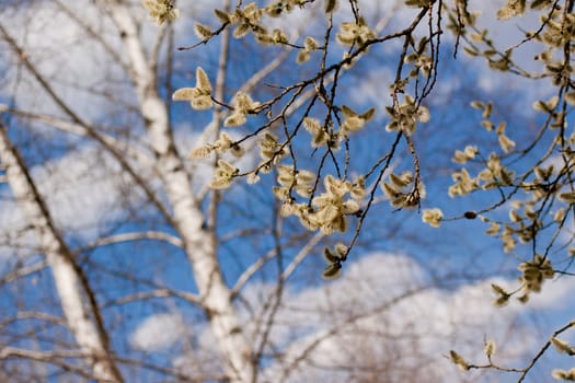 A blooming willow in the spring forest
