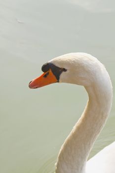 Closeup of white beautiful swan swimming in a pool